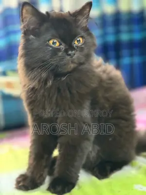 1+ year Male Purebred Persian