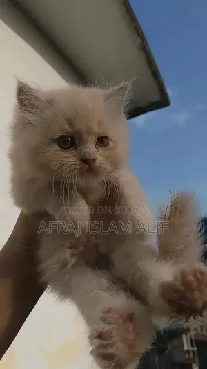 1-3 months Male Purebred Persian