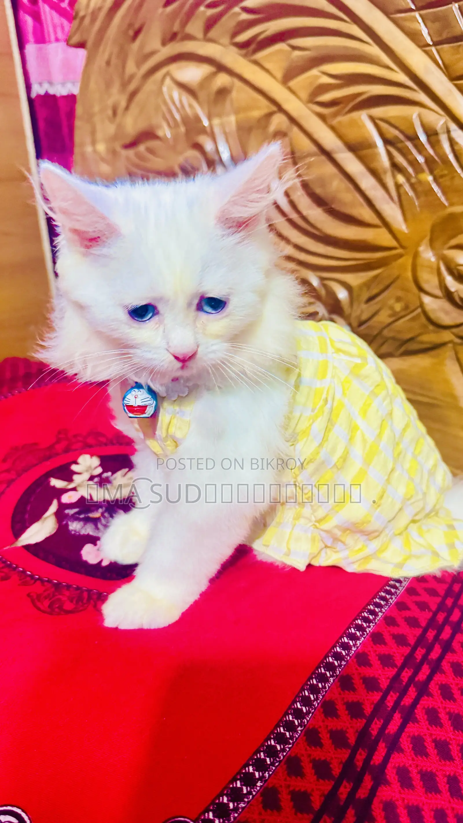 3-6 months Female Purebred Persian
