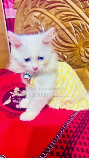 3-6 months Female Purebred Persian