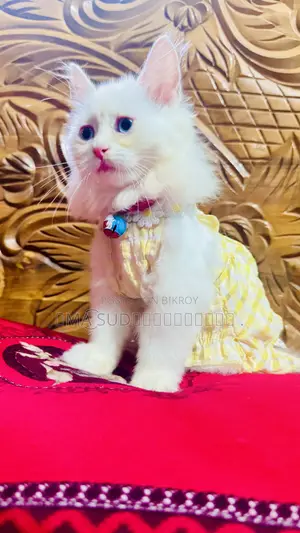 3-6 months Female Purebred Persian