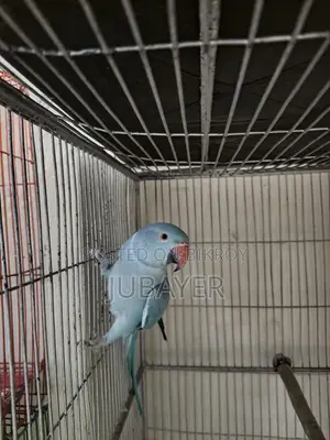 Blue Ringneck Female