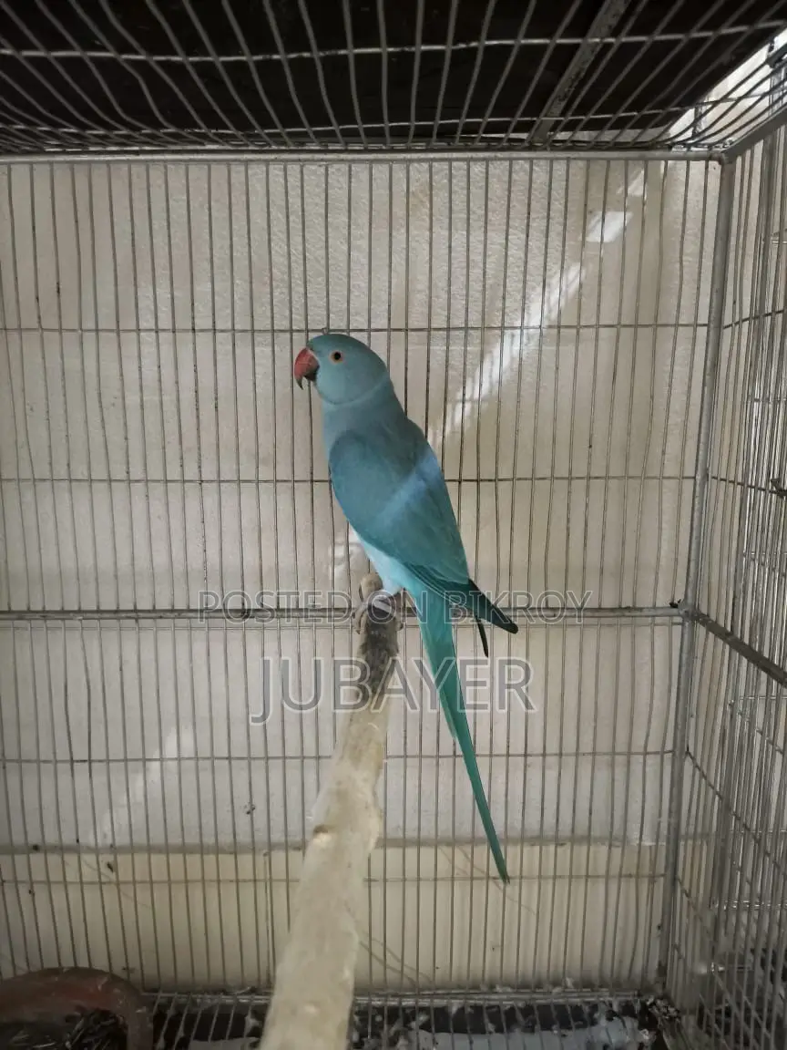 Blue Ringneck Female