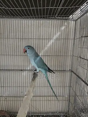 Blue Ringneck Female