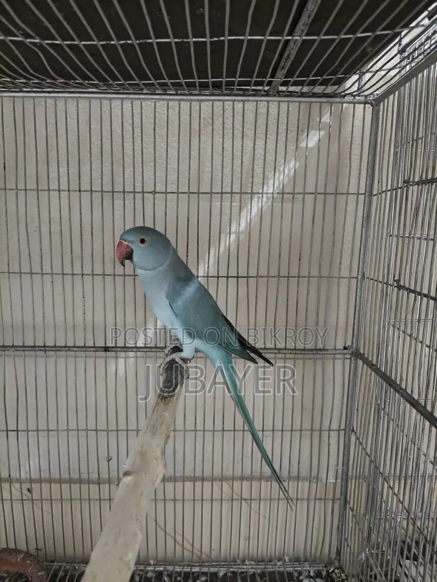 Blue Ringneck Female