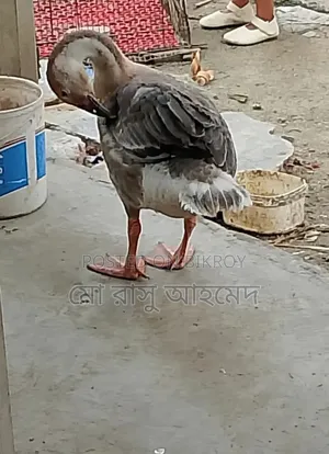 রাজহাঁস    ৬মাষ বয়স