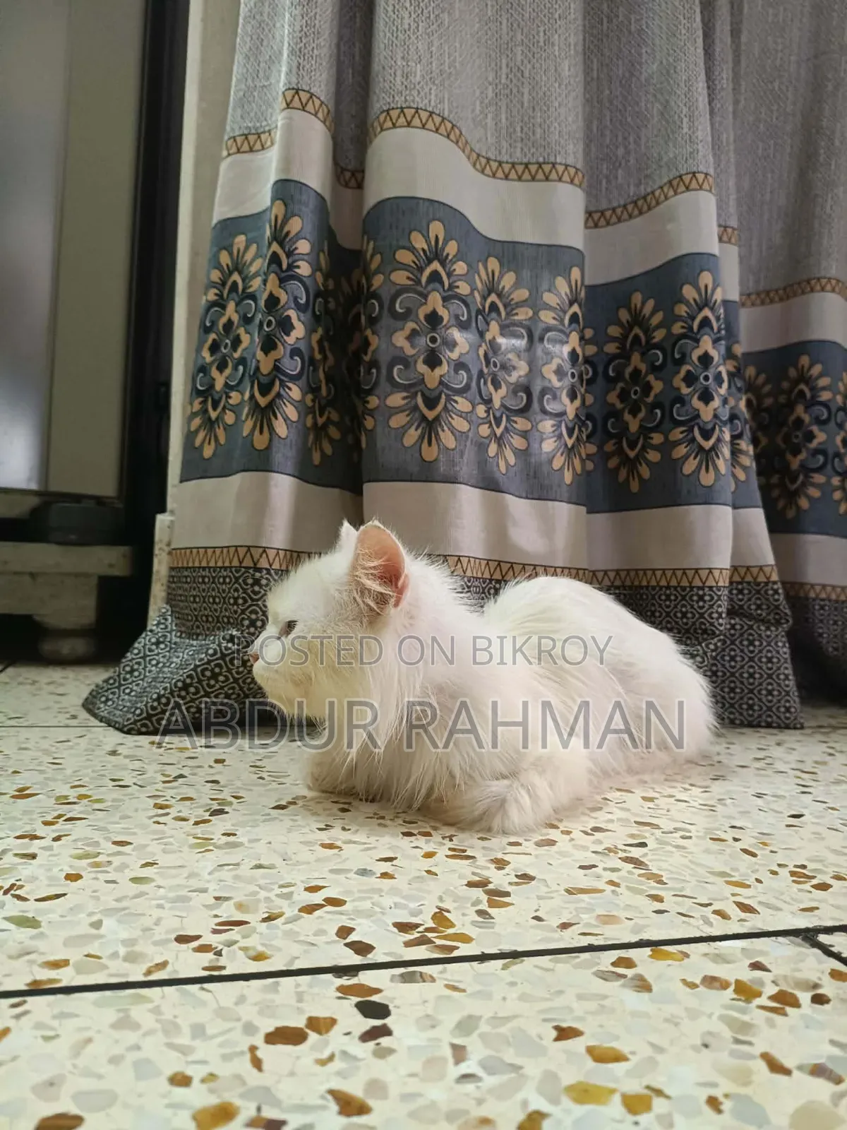 6-12 months Male Mixed Breed Persian