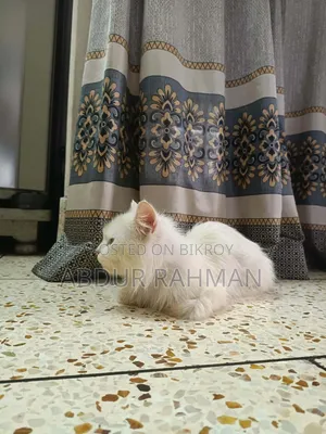 6-12 months Male Mixed Breed Persian
