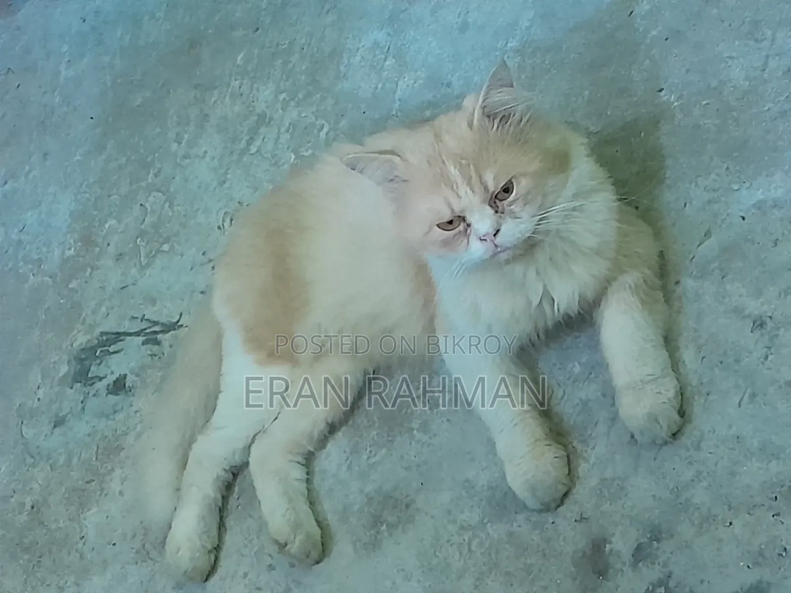 6-12 months Male Purebred Persian