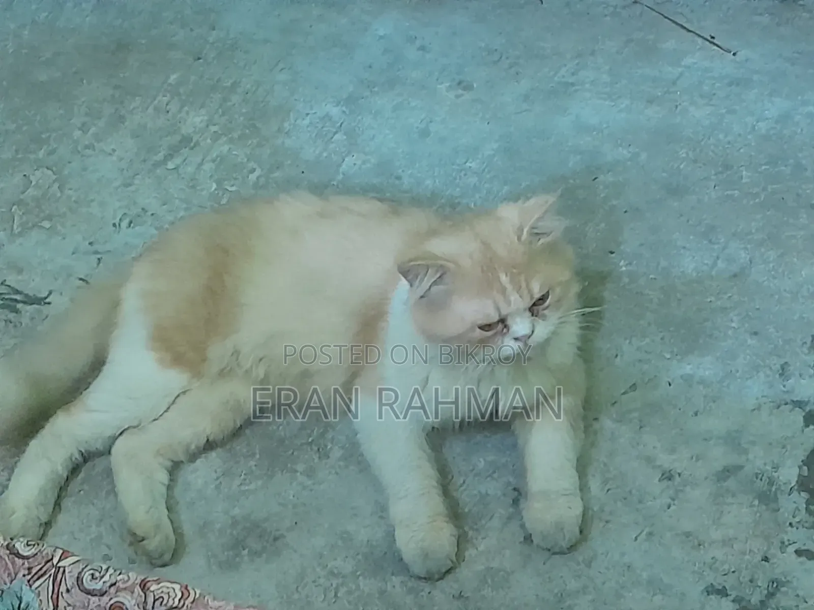 6-12 months Male Purebred Persian