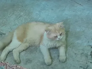 6-12 months Male Purebred Persian