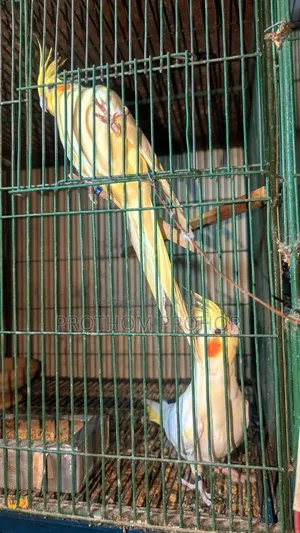 ককাটেল সিঙ্গেল পিস.