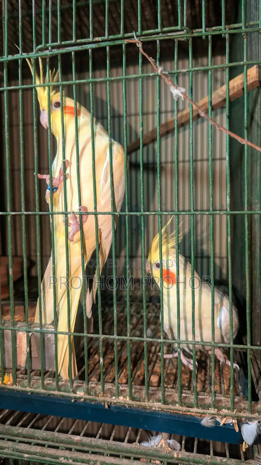 ককাটেল সিঙ্গেল পিস.