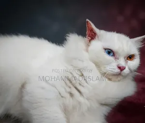 1+ year Female Purebred Persian