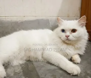 1+ year Female Purebred Persian