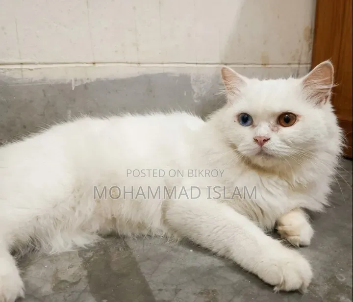 1+ year Female Purebred Persian