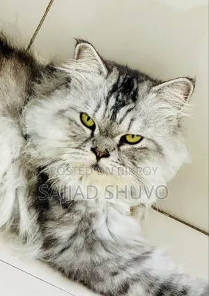 1+ year Male Purebred Persian