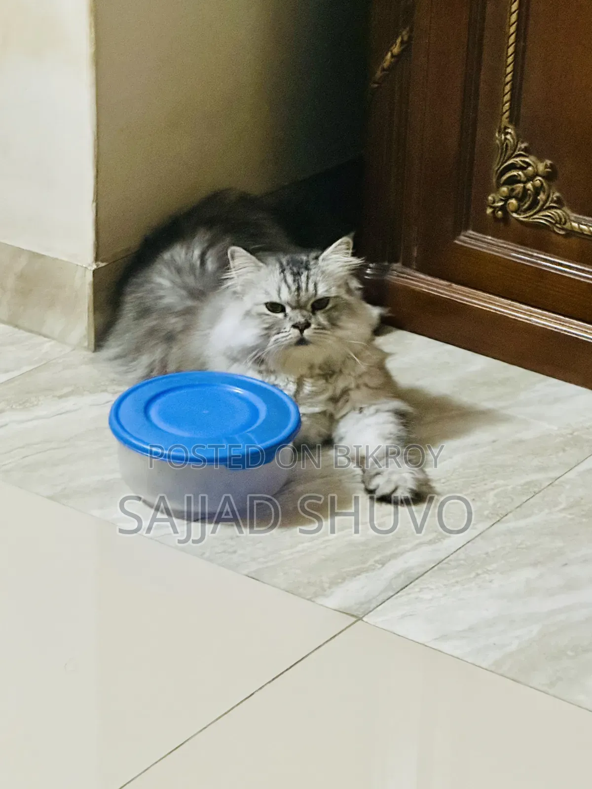1+ year Male Purebred Persian