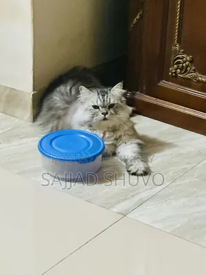 1+ year Male Purebred Persian