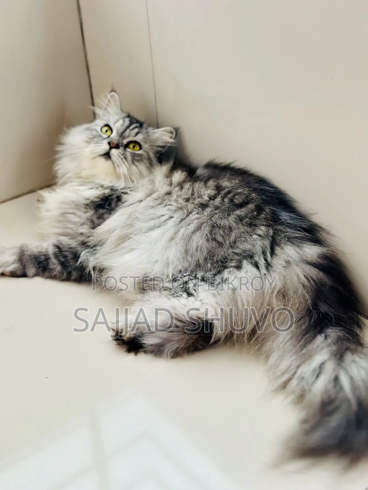 1+ year Male Purebred Persian