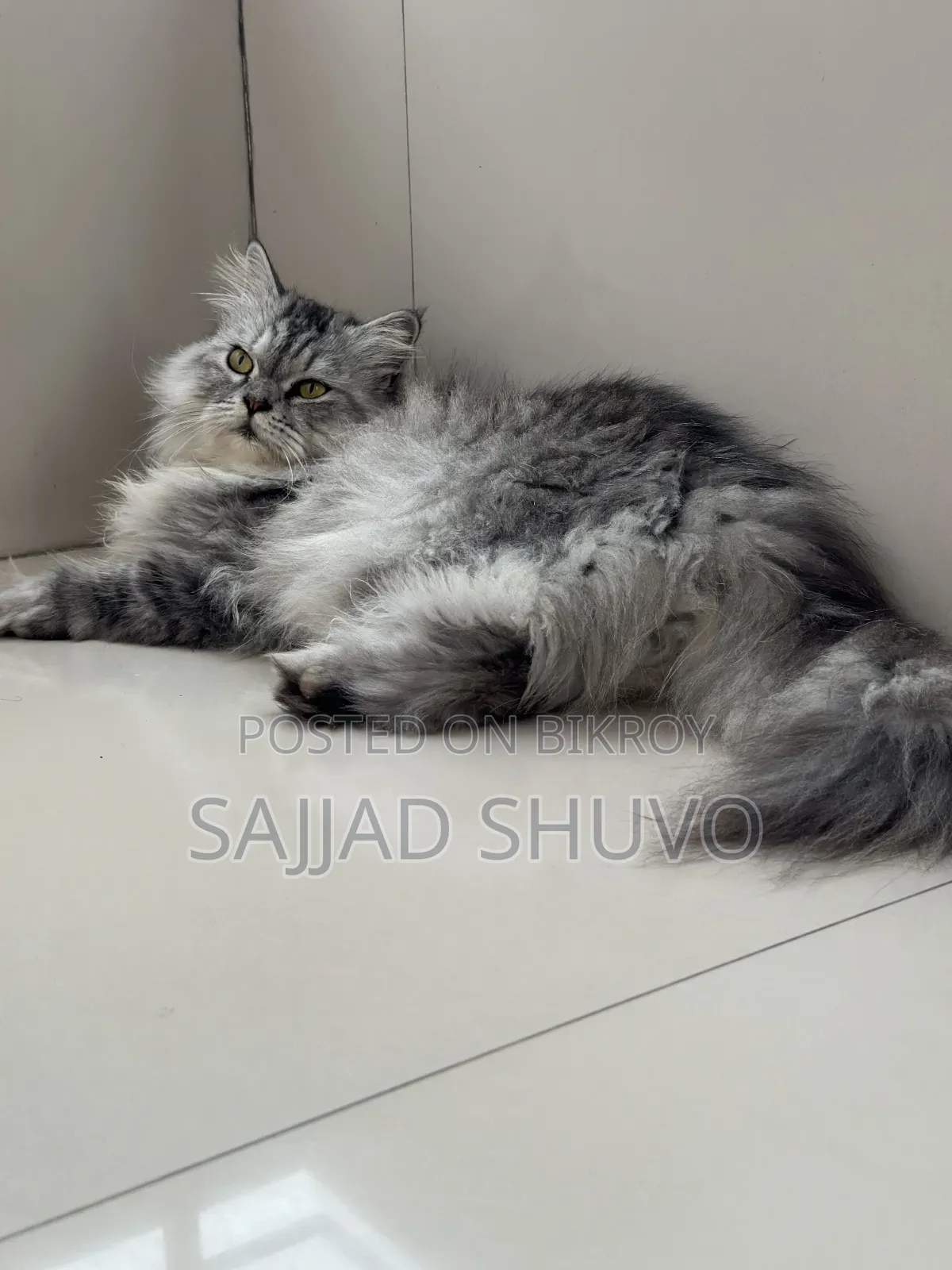 1+ year Male Purebred Persian
