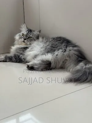 1+ year Male Purebred Persian