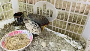 কিং কোয়েল পাখি