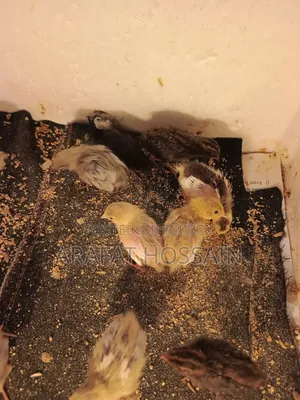 কিং কোয়েল পাখি