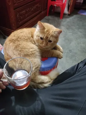 6-12 months Male Mixed Breed Persian