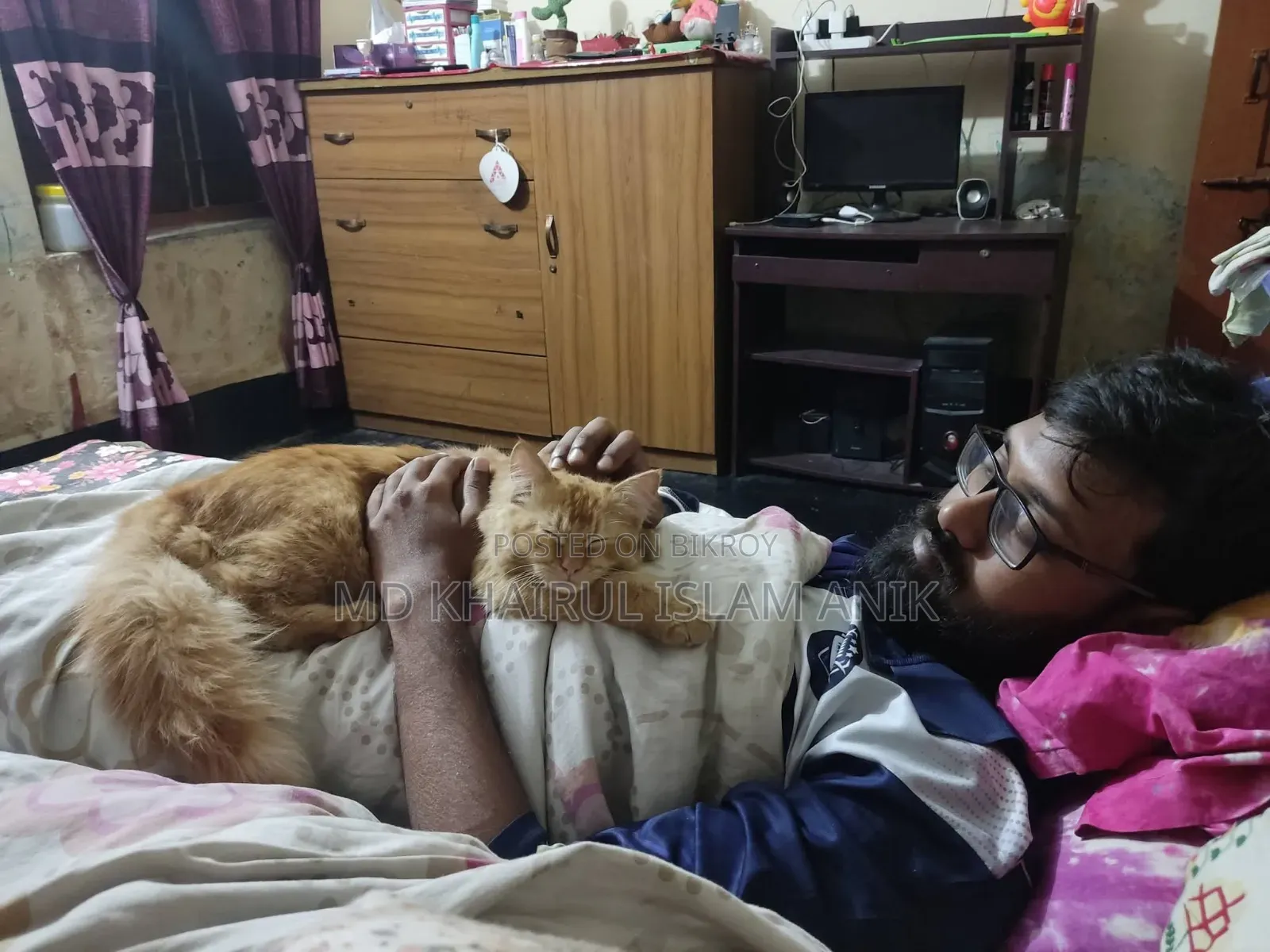 6-12 months Male Mixed Breed Persian