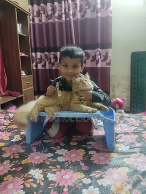 6-12 months Male Mixed Breed Persian