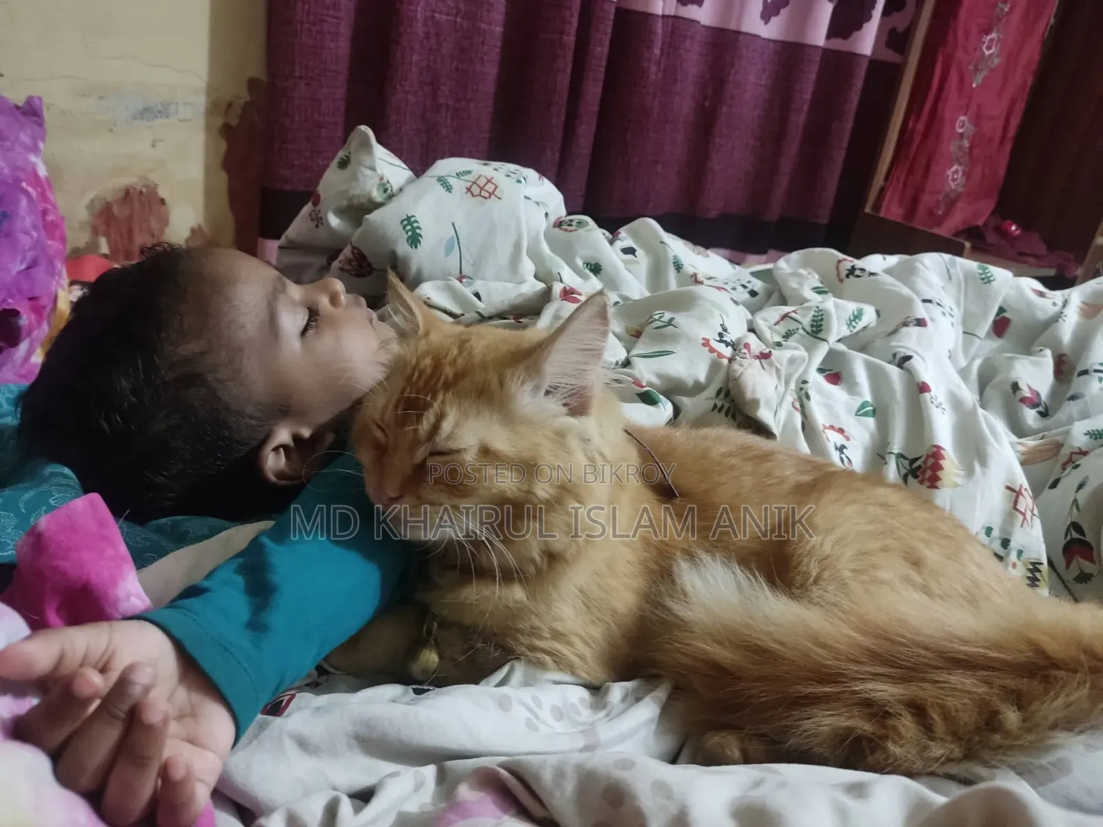 6-12 months Male Mixed Breed Persian