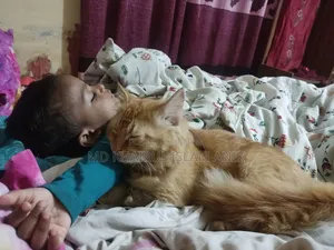 6-12 months Male Mixed Breed Persian
