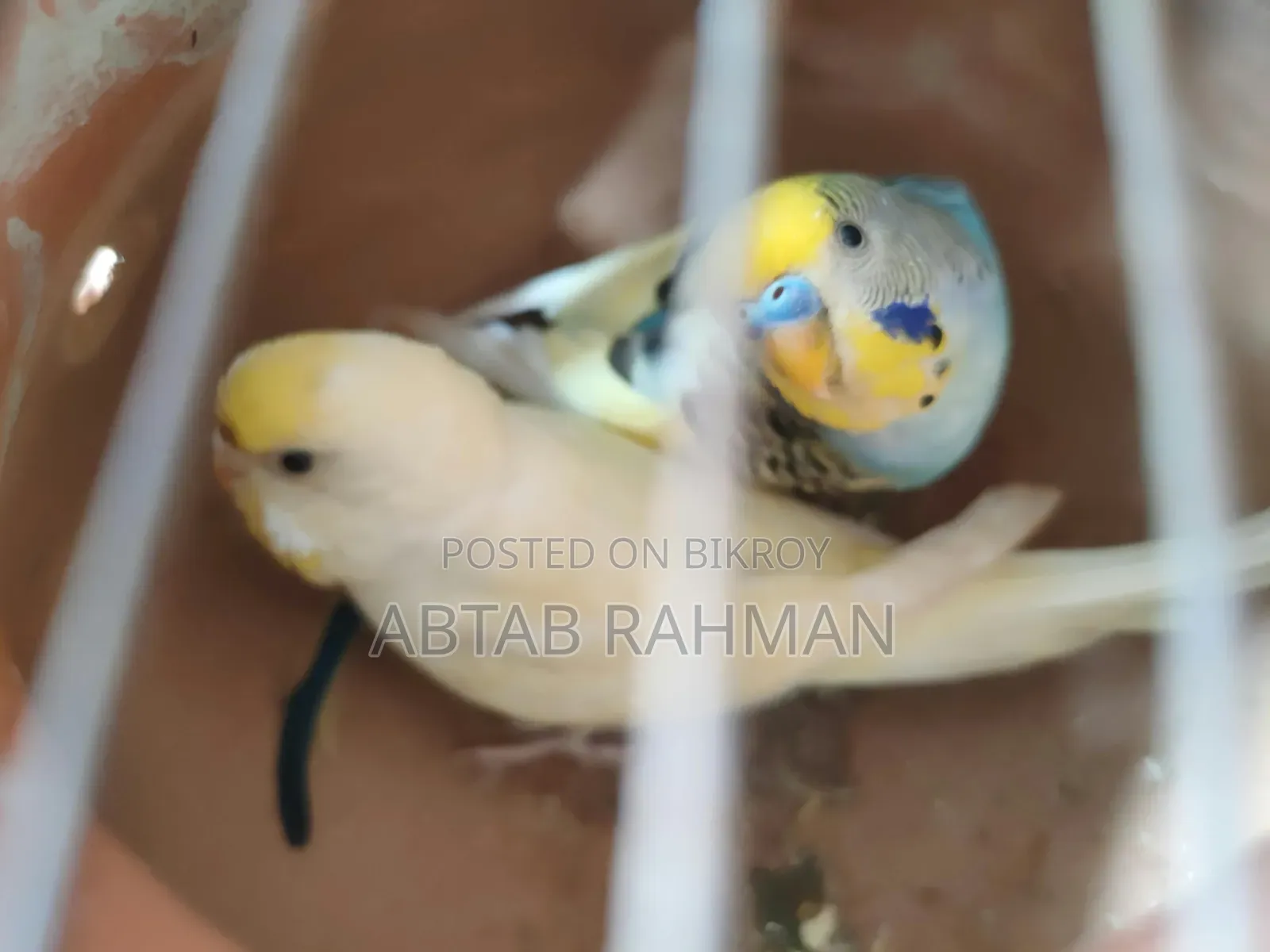 বাজিগার পাখি