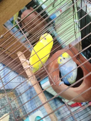 বাজিগার পাখি