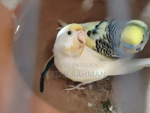 বাজিগার পাখি