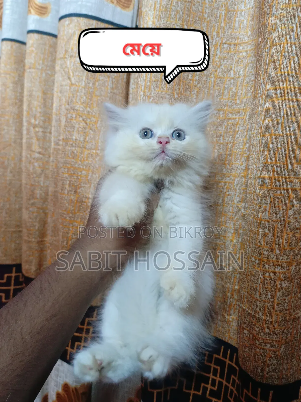 1-3 months Female Purebred Persian