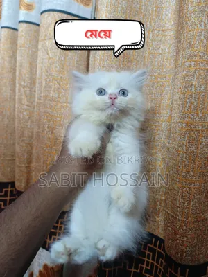 1-3 months Female Purebred Persian