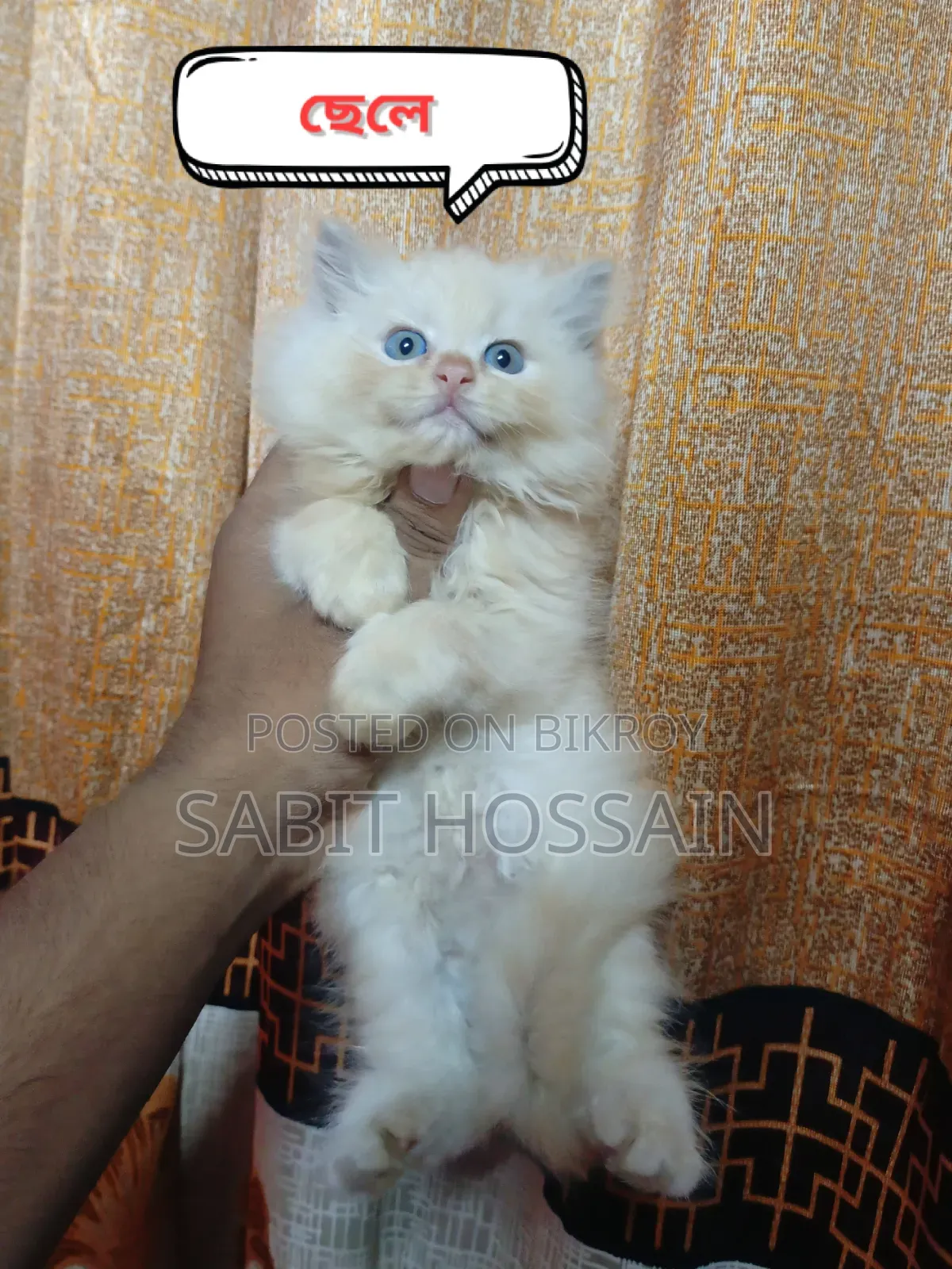 1-3 months Female Purebred Persian