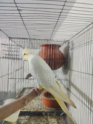 ককাটেল ফিমেল
