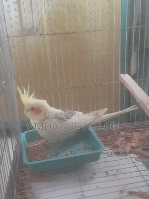 কোকাটেল পাইড লুটিনো সেল হবে
