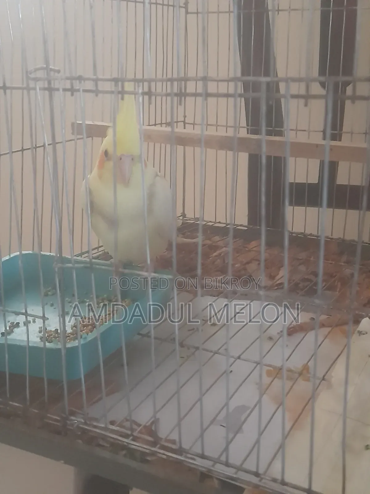 কোকাটেল পাইড লুটিনো সেল হবে