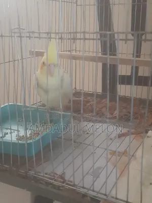 কোকাটেল পাইড লুটিনো সেল হবে