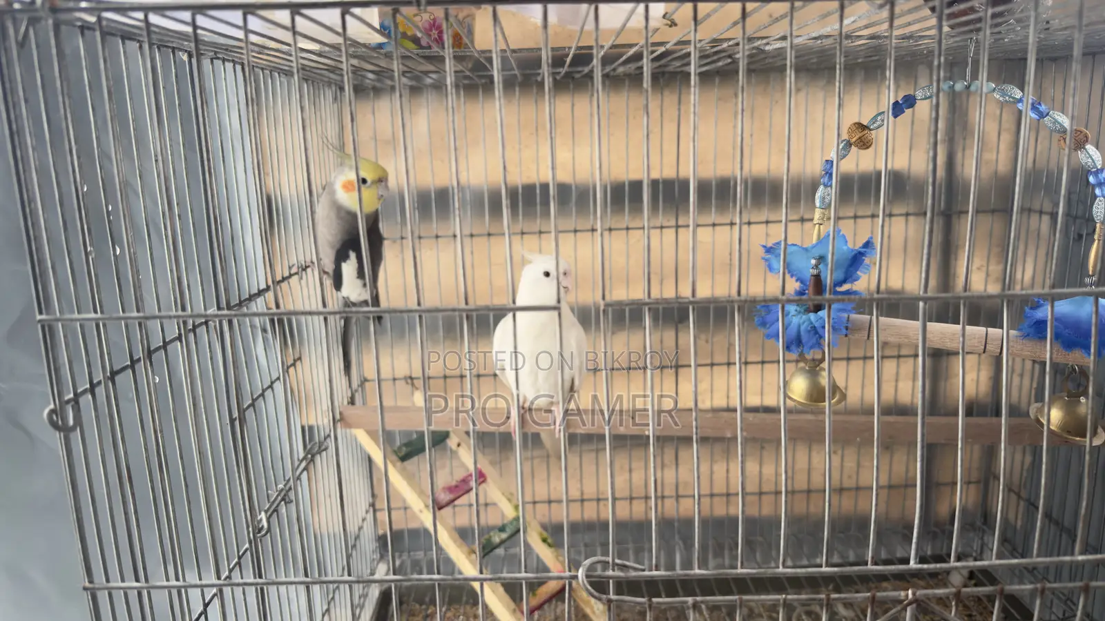 Cockatiel Bird