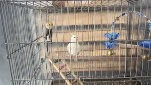Cockatiel Bird