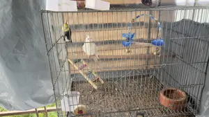 Cockatiel Bird
