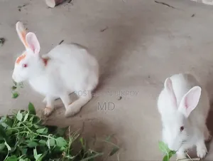 নওগাঁ জেলায় দুটি সুস্থ খরগোশ বিক্রি করা হবে