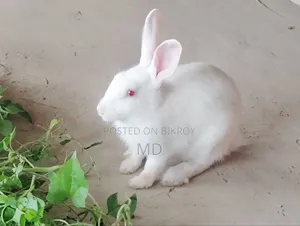 নওগাঁ জেলায় দুটি সুস্থ খরগোশ বিক্রি করা হবে