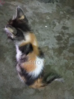 1-3 months Male Mixed Breed Persian