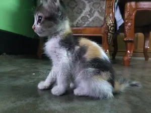 1-3 months Male Mixed Breed Persian